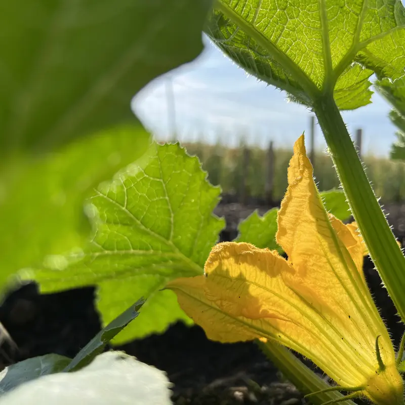 Zucchiniblüte in der Sonne